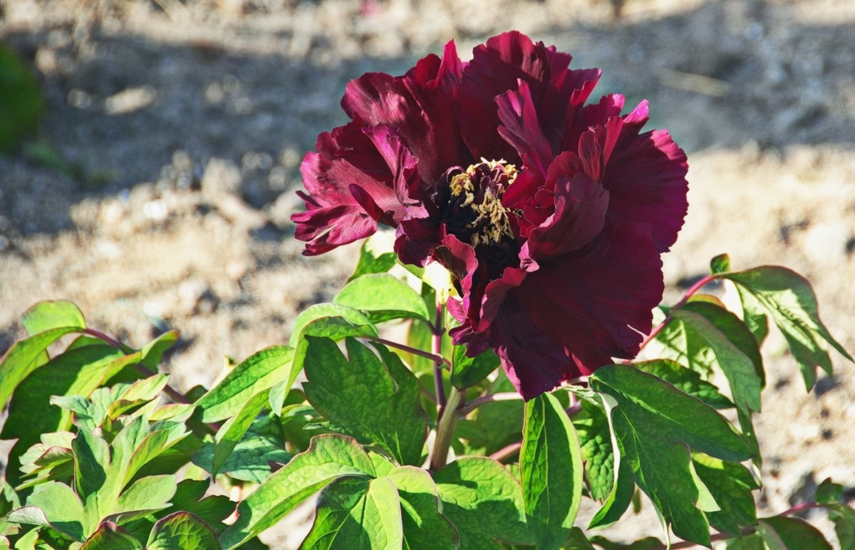 时隔一年再拍花