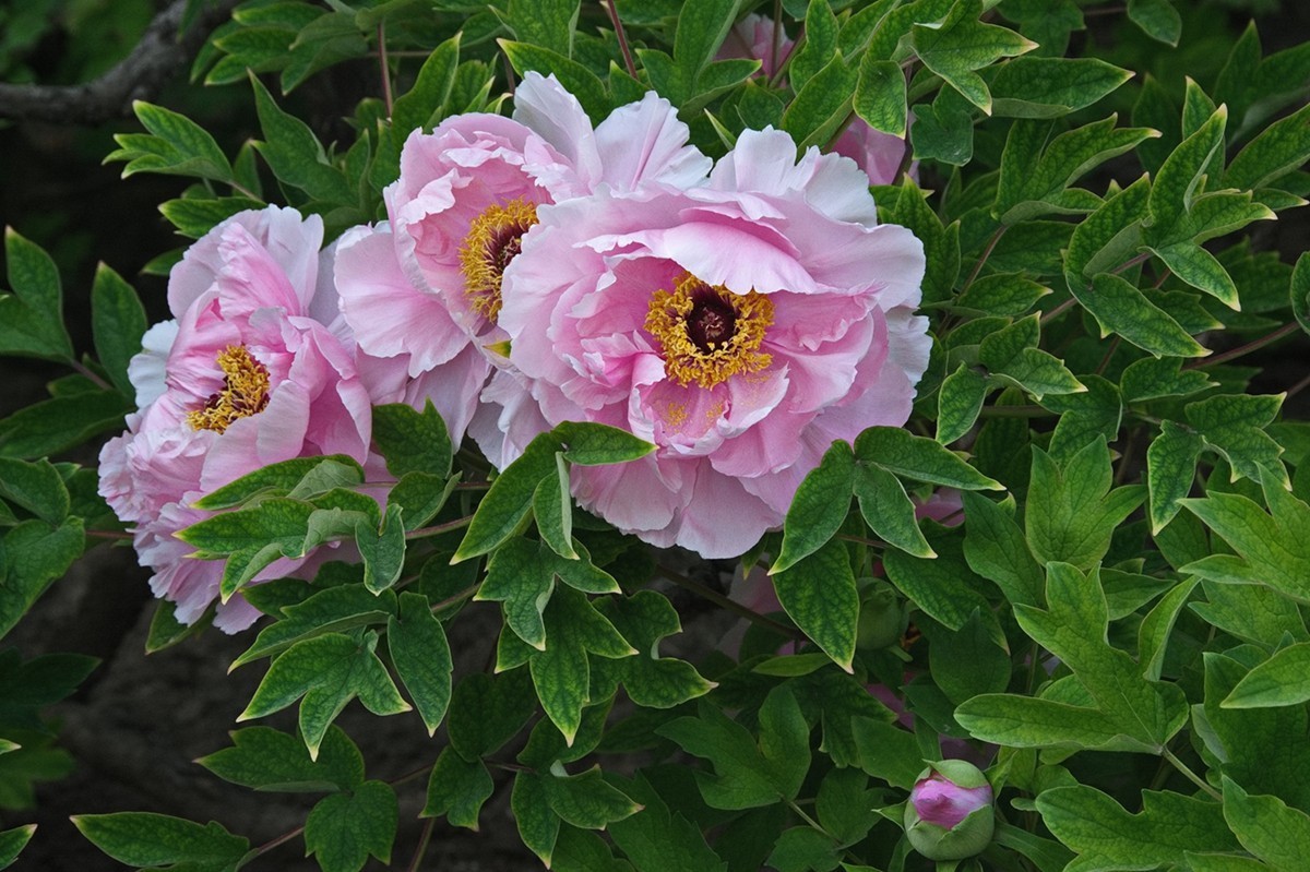 时隔一年再拍花