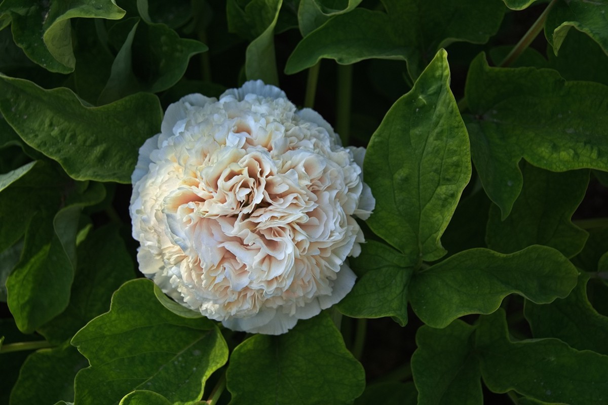 时隔一年再拍花