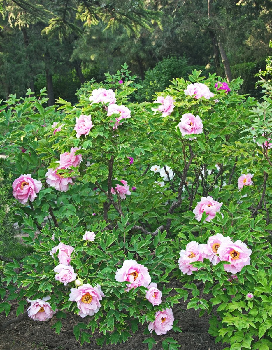 时隔一年再拍花