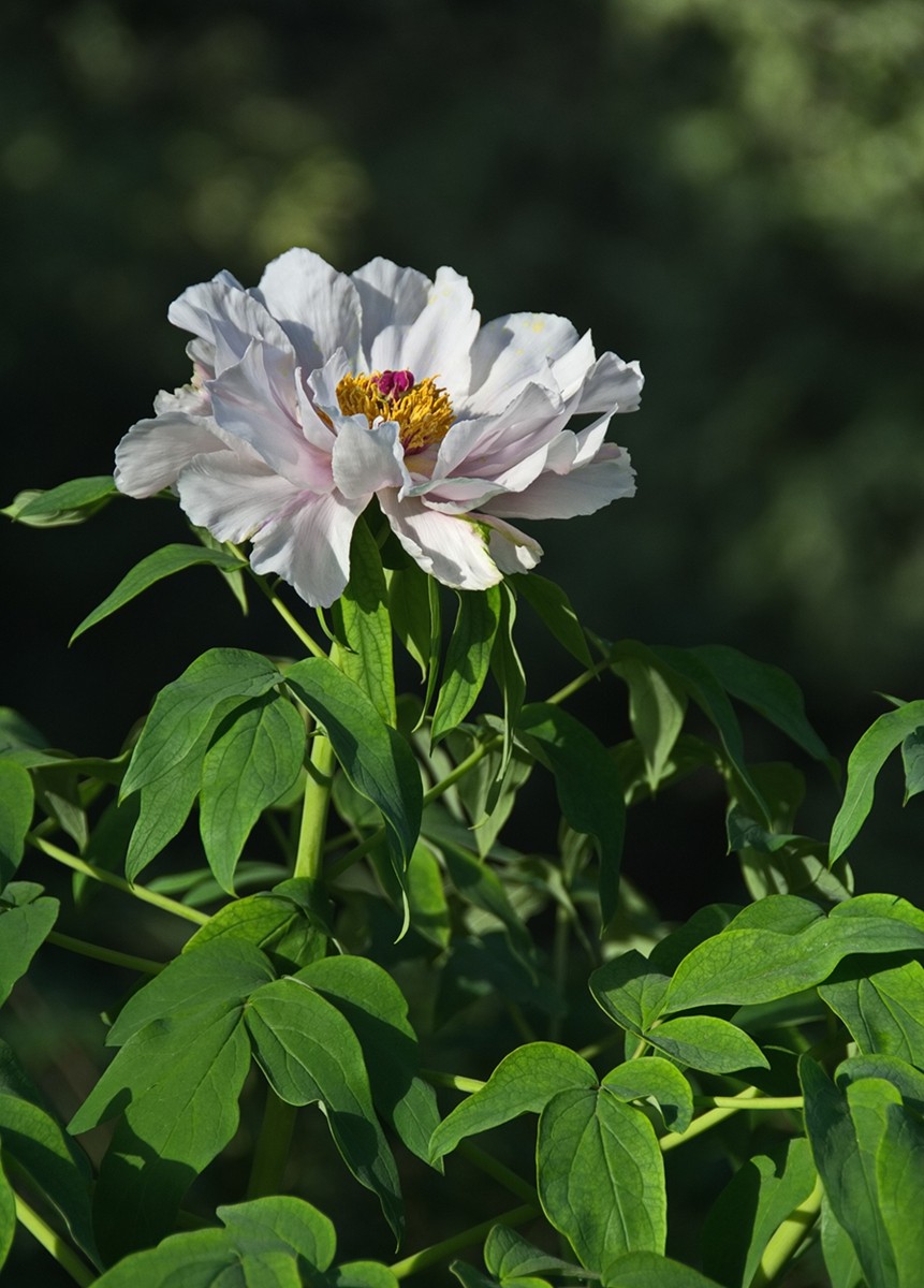 时隔一年再拍花