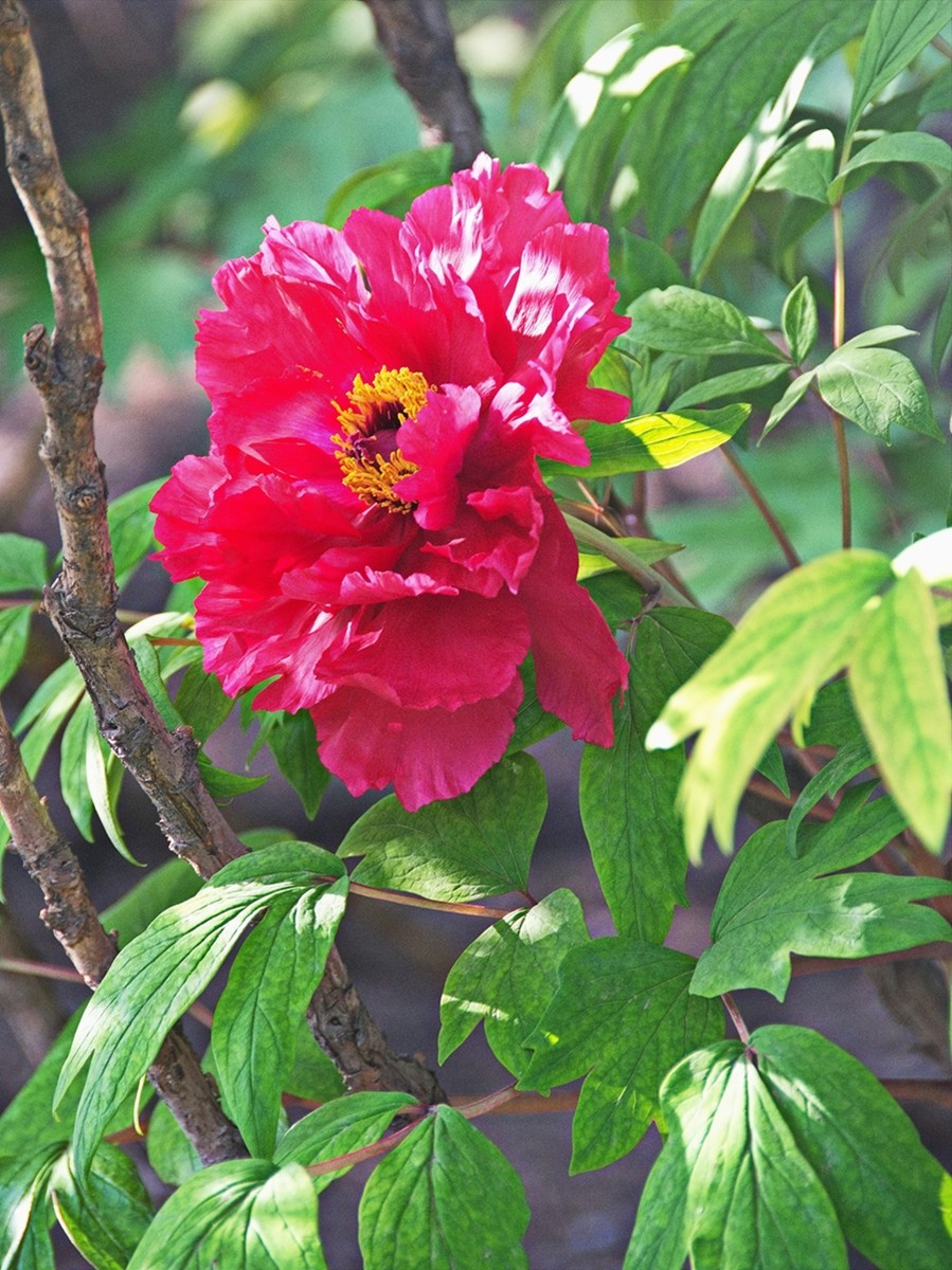 时隔一年再拍花