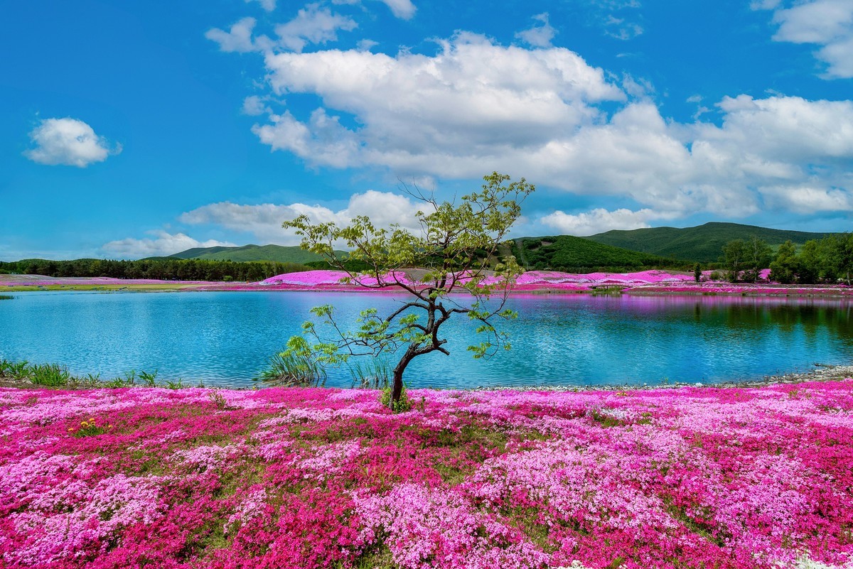 圣洁摇篮山芝樱花公园