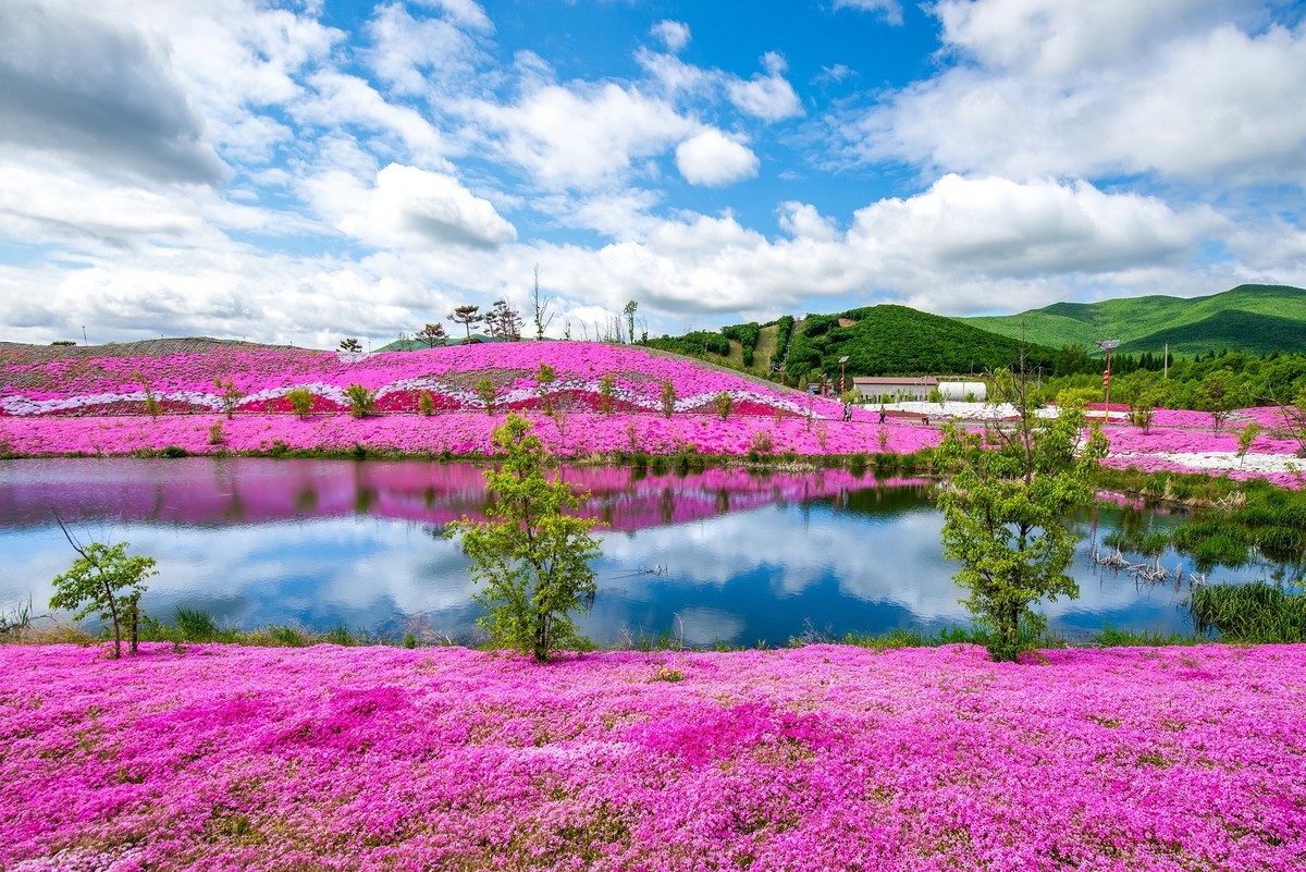 圣洁摇篮山芝樱花公园