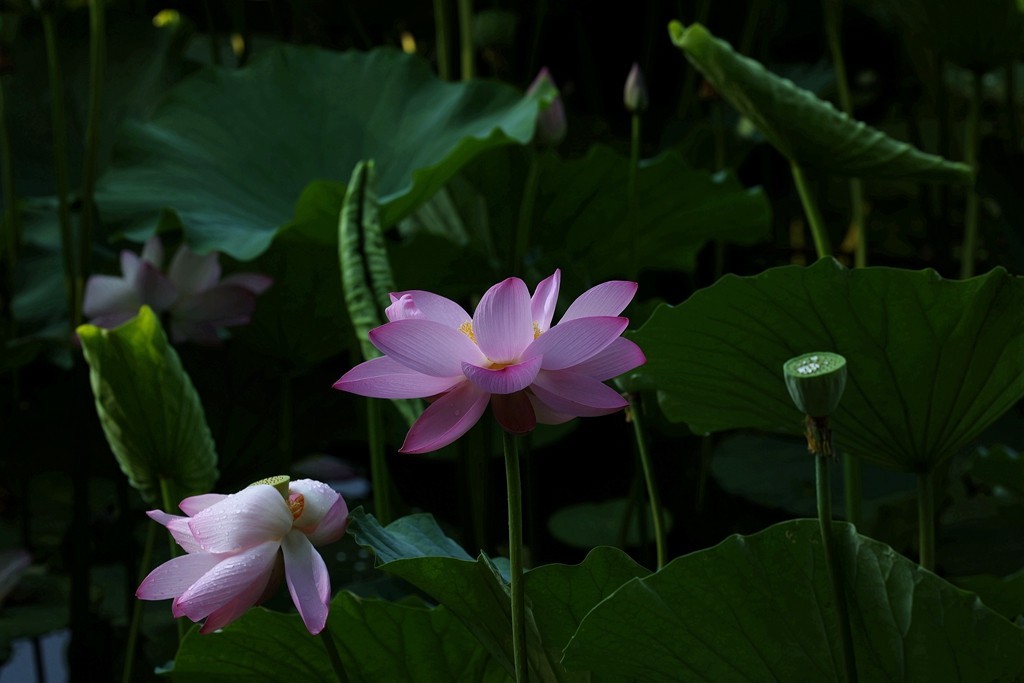 柳荫公园的夏天