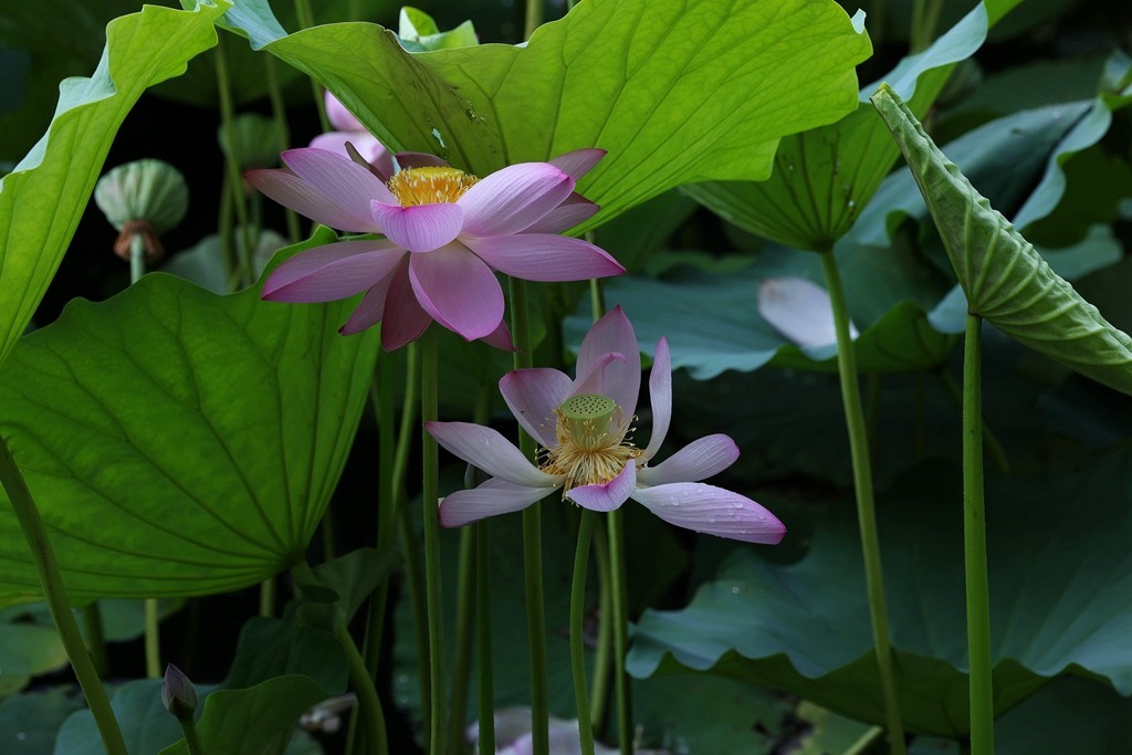 柳荫公园的夏天