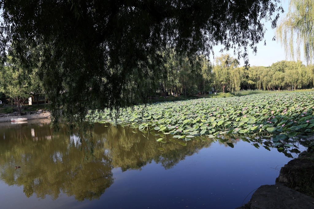 柳荫公园的夏天