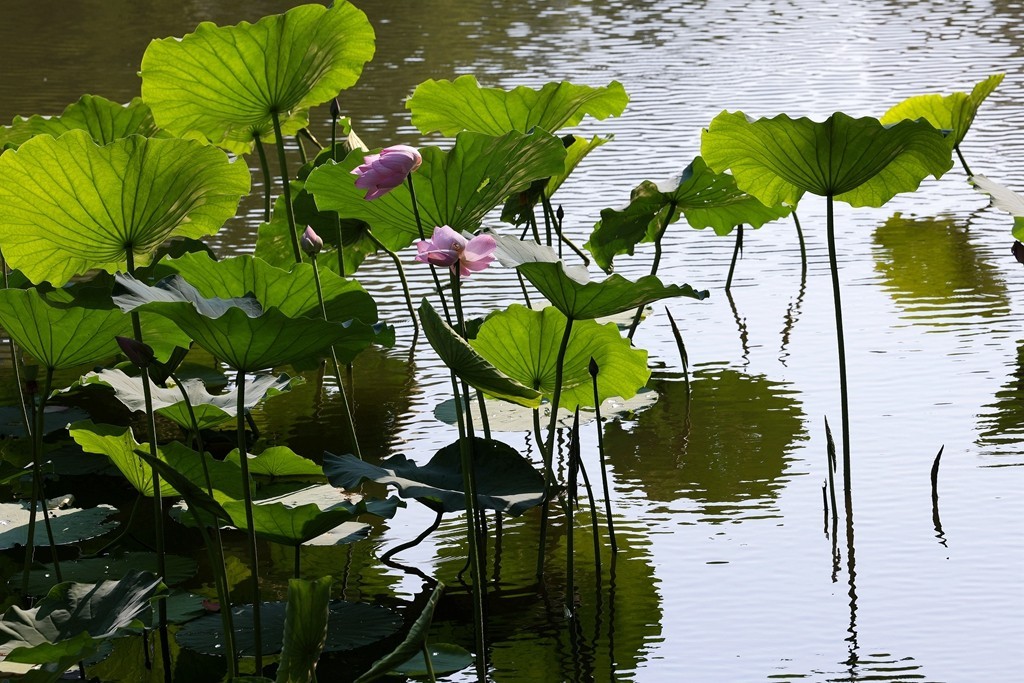 柳荫公园的夏天