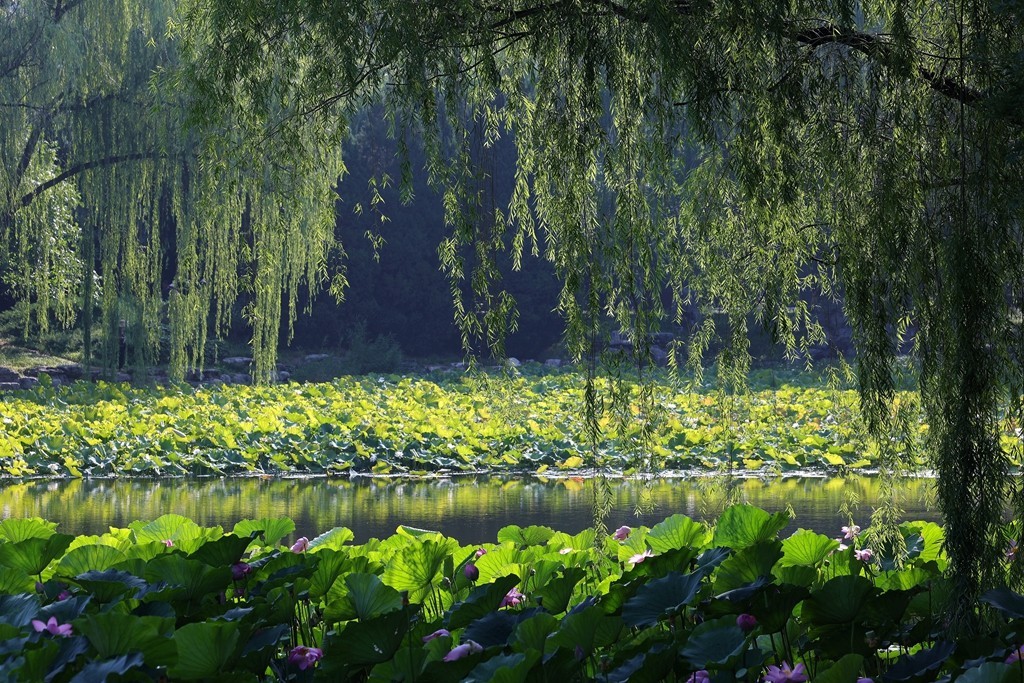 柳荫公园的夏天