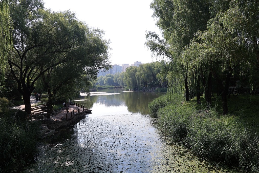 柳荫公园的夏天