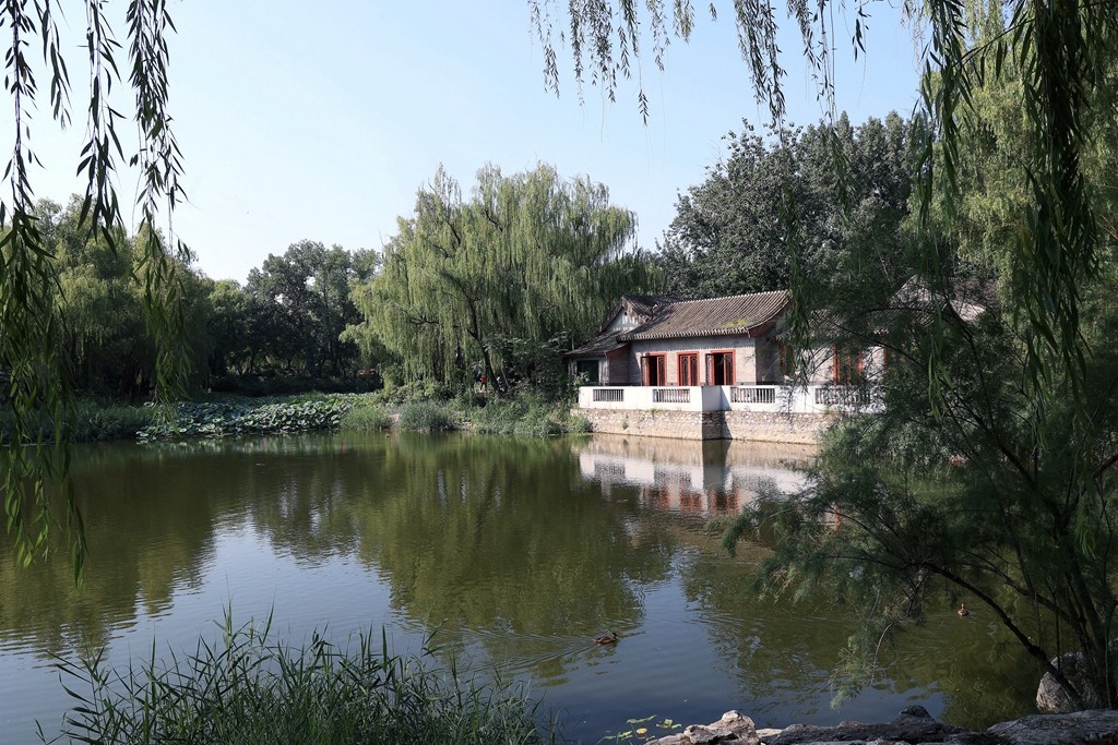 柳荫公园的夏天