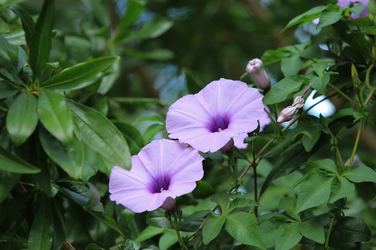 拍摄花卉一（372）