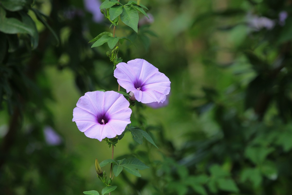 拍摄花卉一（372）