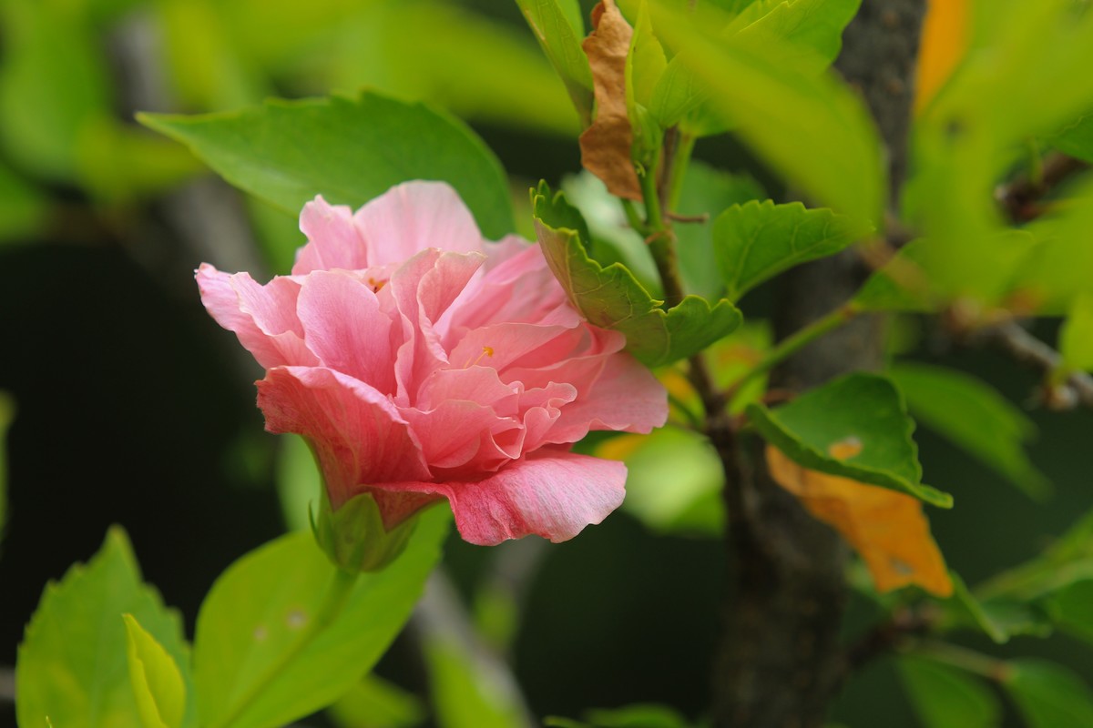 拍摄花卉一（372）