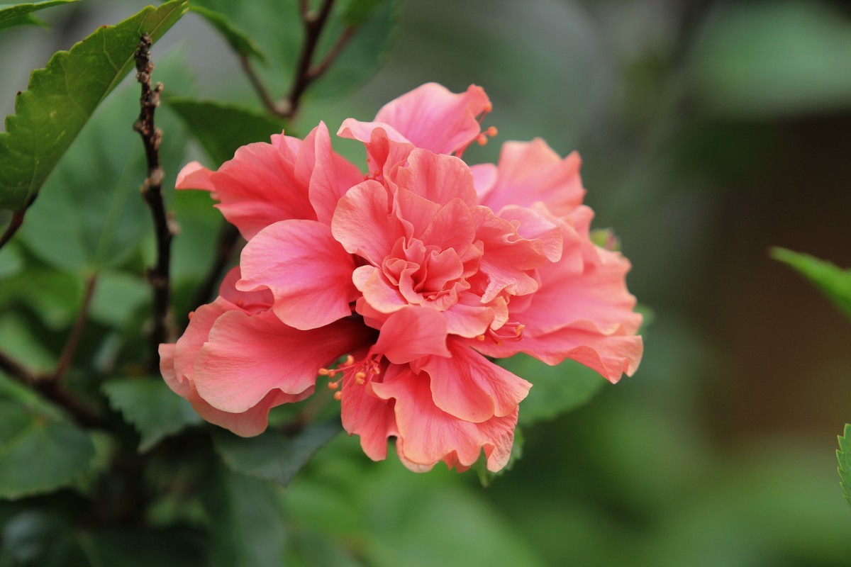 拍摄花卉一（372）