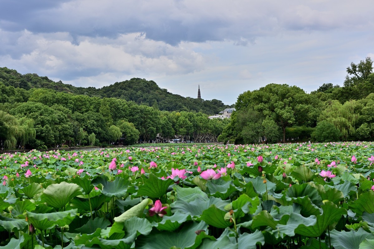 西湖荷花2024