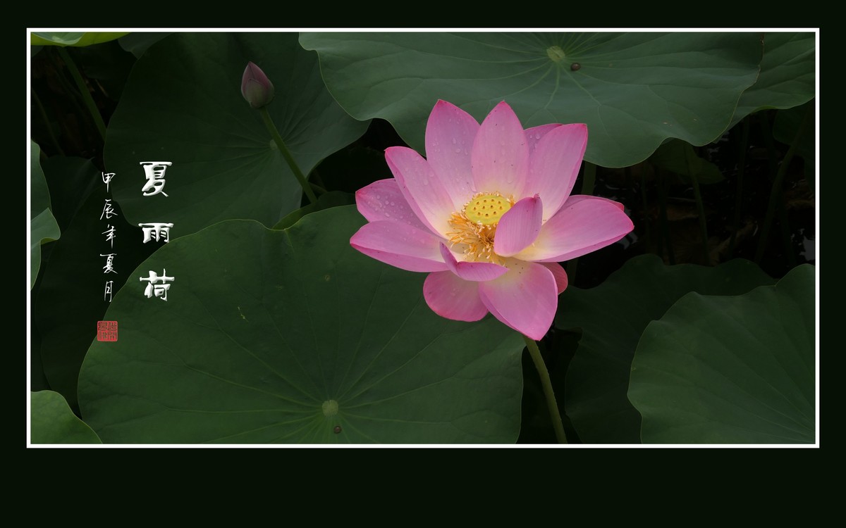 天阴下雨荷流泪，珠润媚容粉娇花
