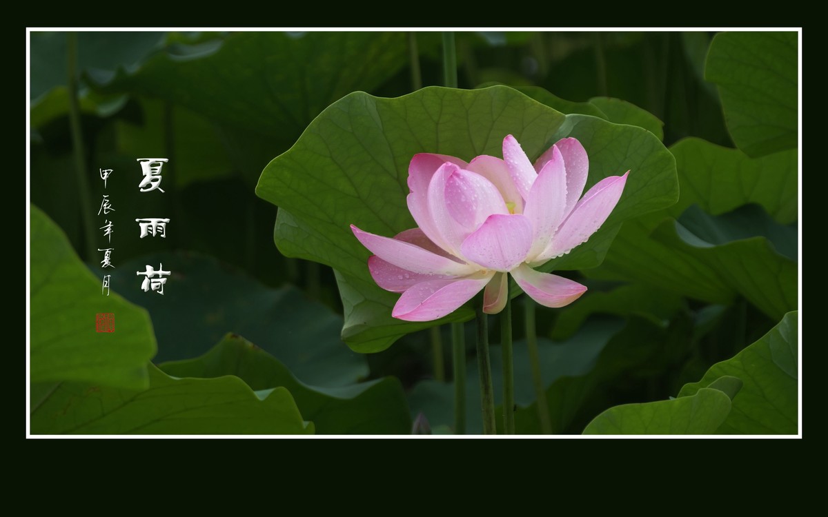 天阴下雨荷流泪，珠润媚容粉娇花