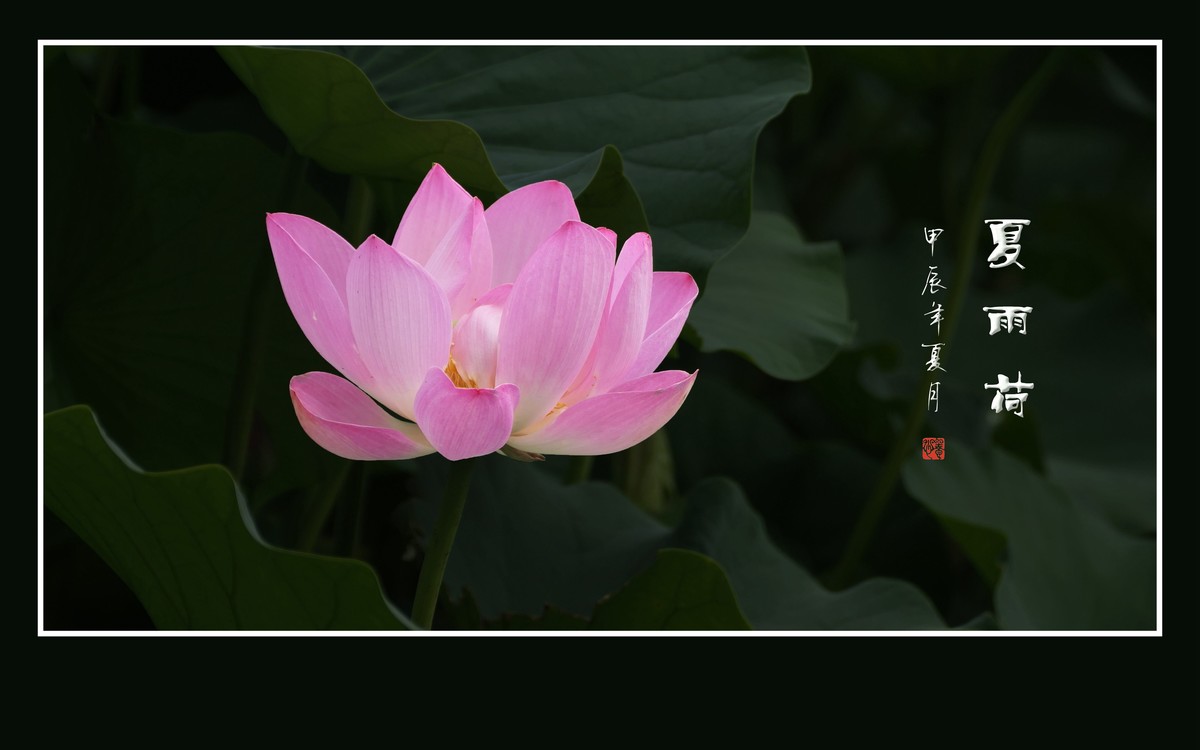 天阴下雨荷流泪，珠润媚容粉娇花