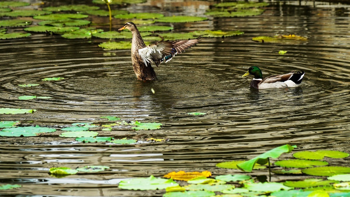 南普陀寺莲花池