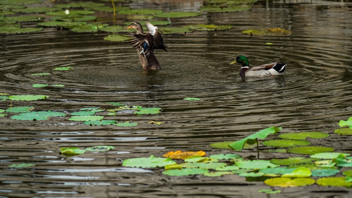南普陀寺莲花池
