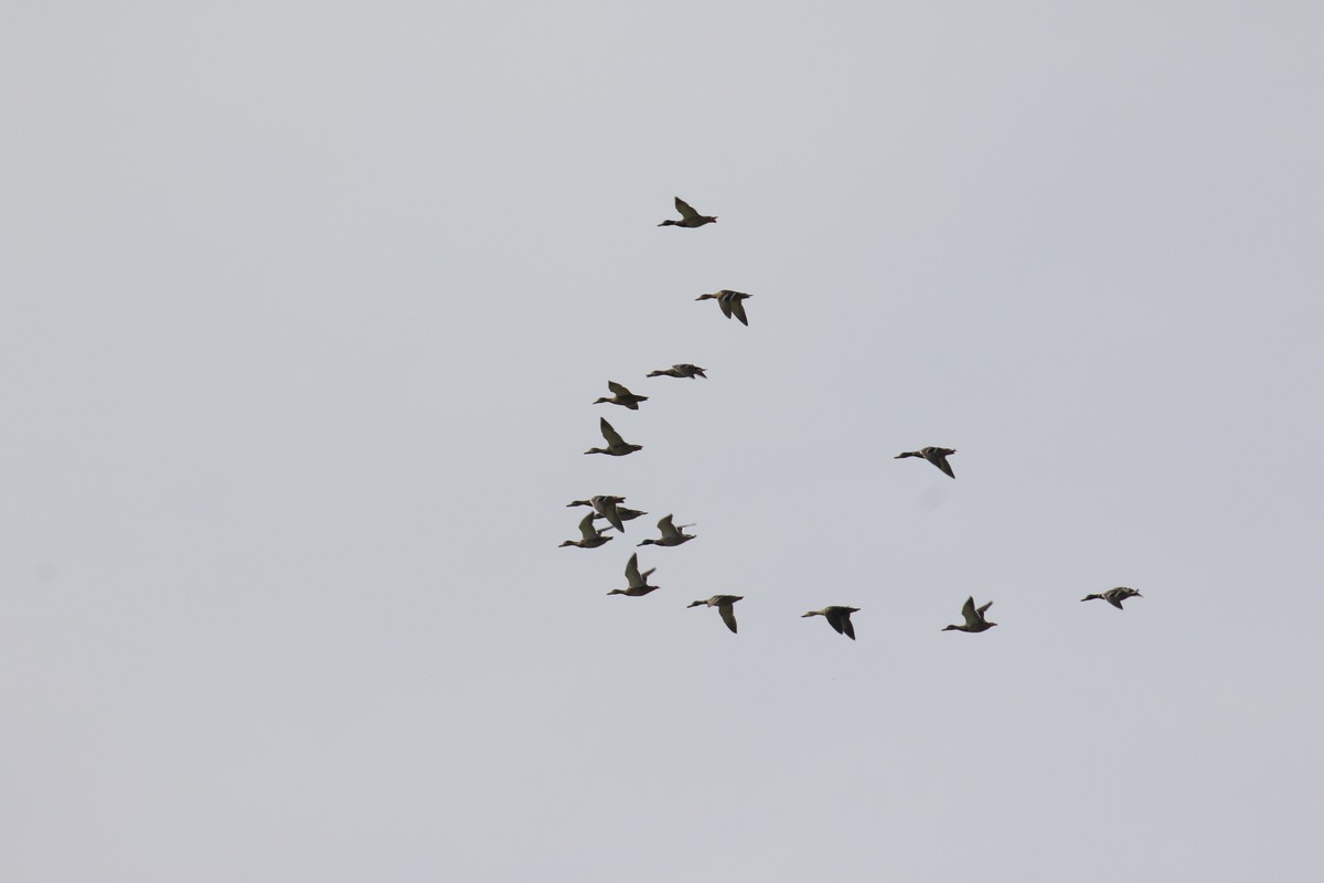 7D2的对焦拍景，花，人都不错