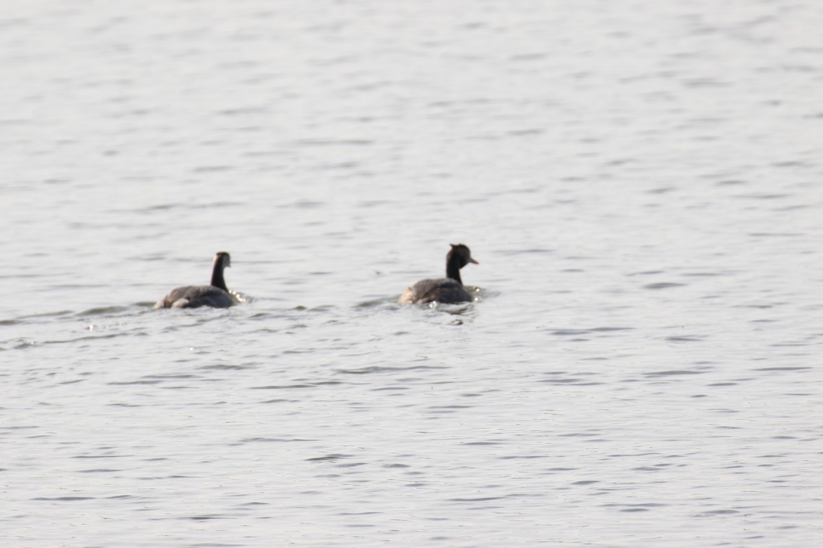 太原湿地公园国家二级保护鸟类