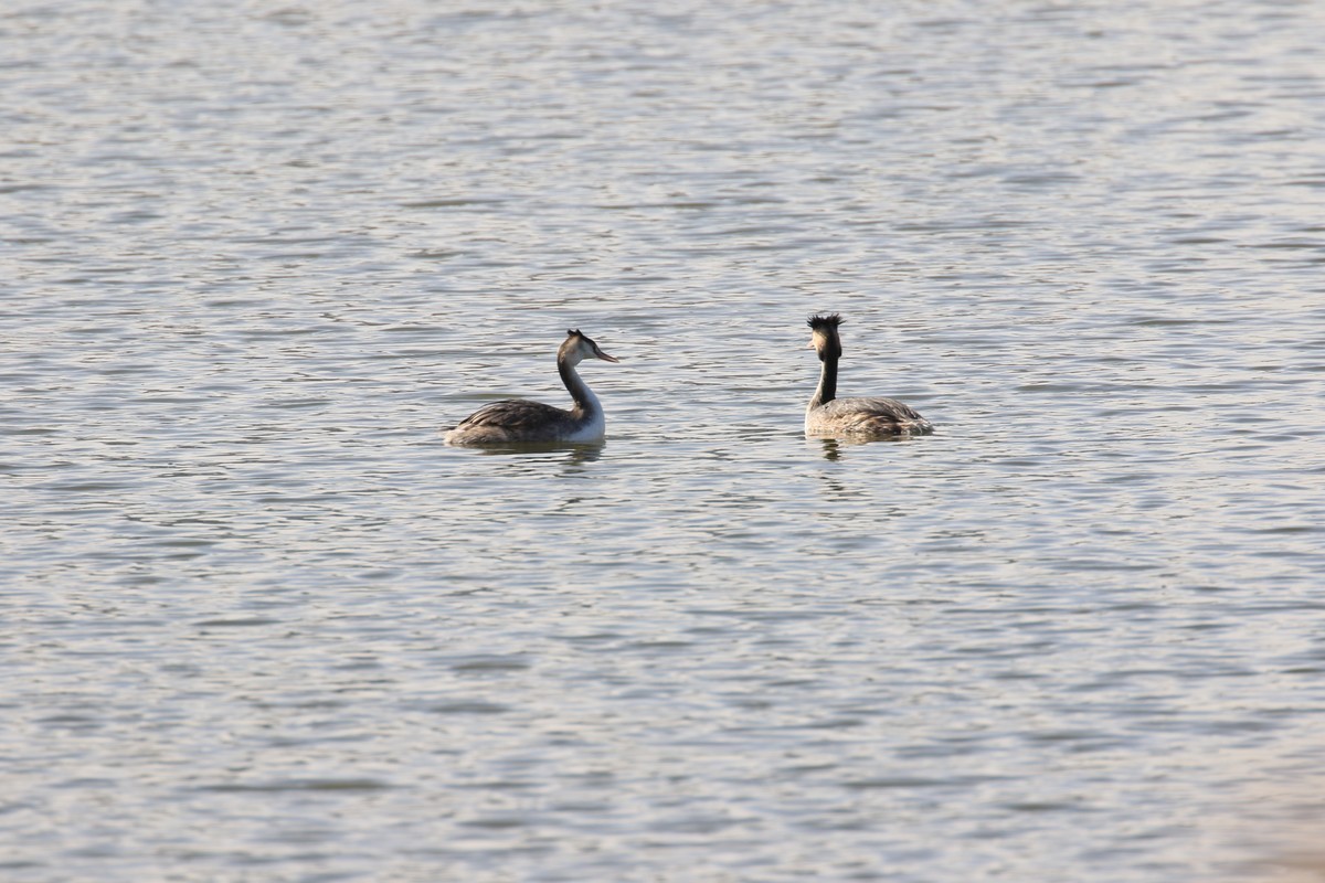太原湿地公园国家二级保护鸟类