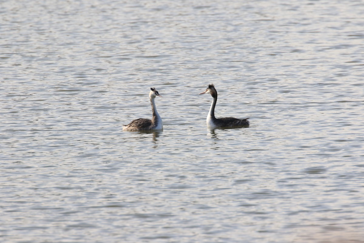太原湿地公园国家二级保护鸟类