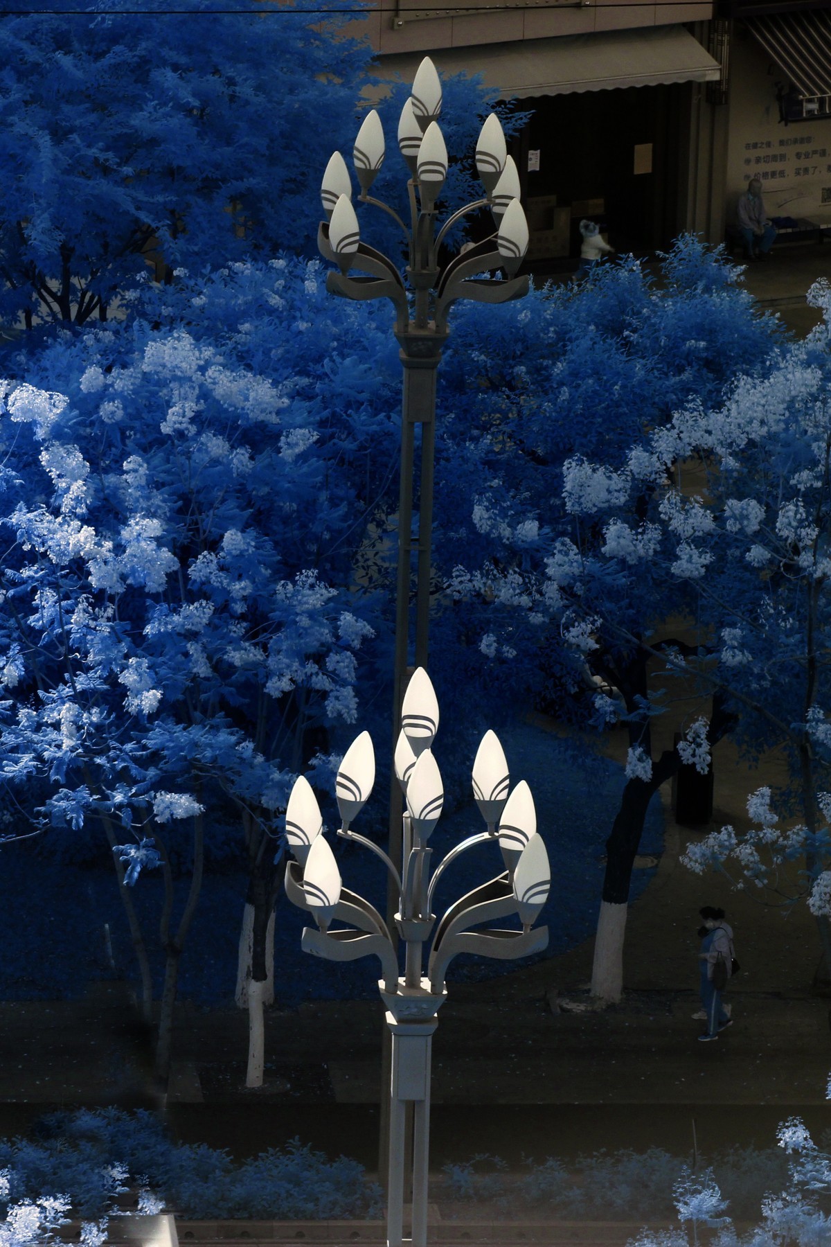 红外视界初夏景色速写