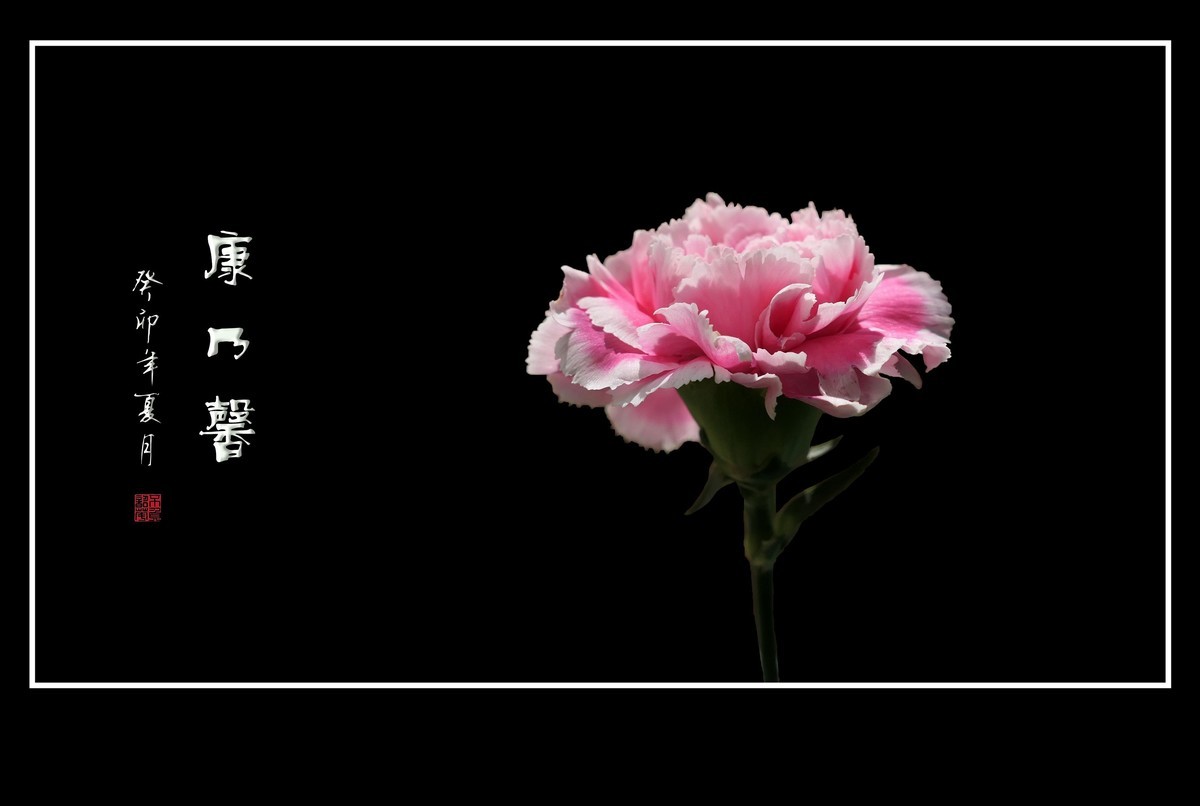 献给母亲的康乃馨花