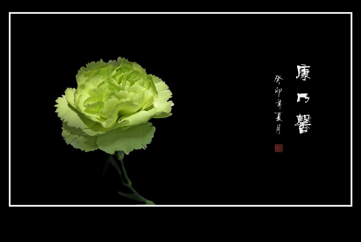 献给母亲的康乃馨花