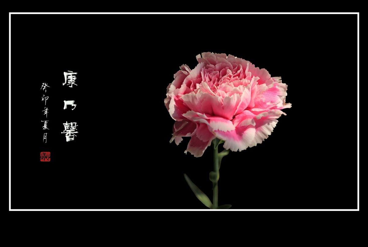 献给母亲的康乃馨花