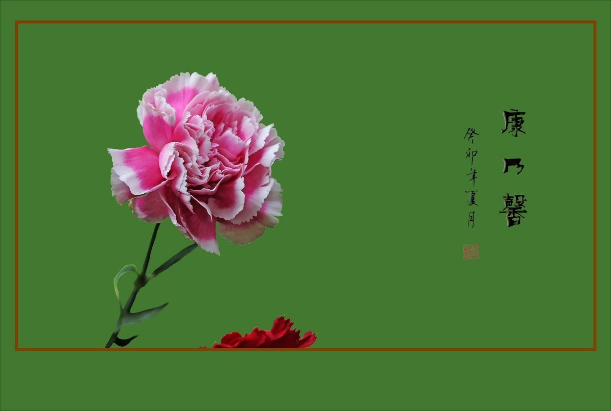 献给母亲的康乃馨花