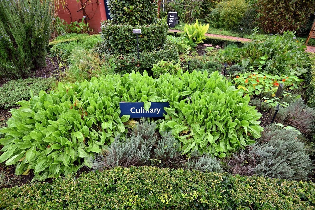 新西兰哈密尔顿花园      1/4