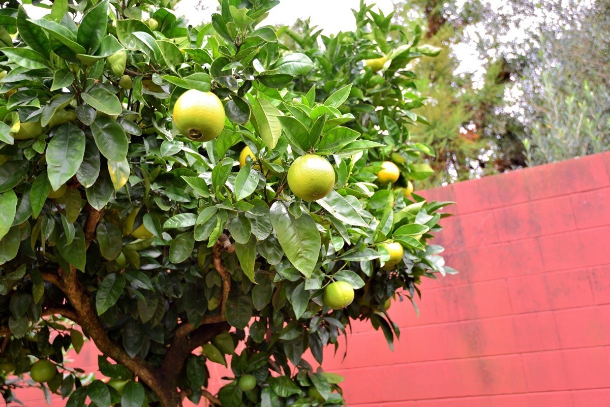 新西兰哈密尔顿花园      1/4