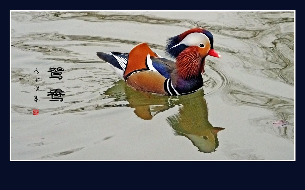 美丽的爱情鸟-鸳鸯