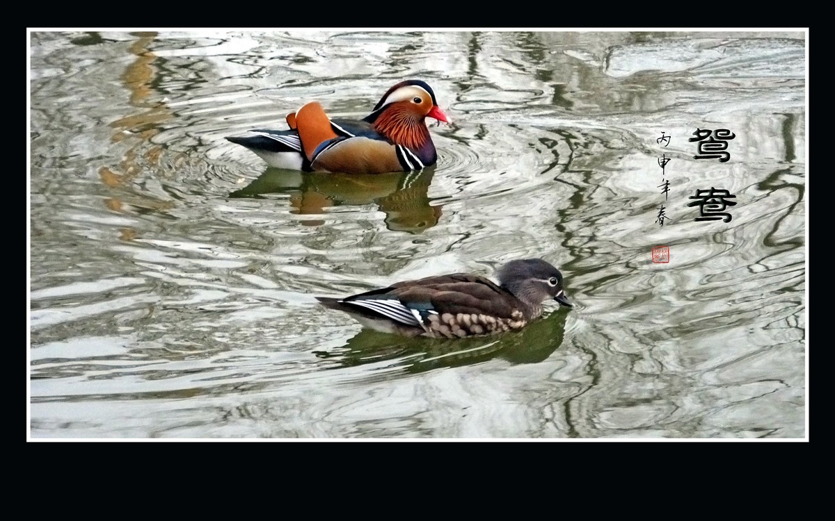 美丽的爱情鸟-鸳鸯