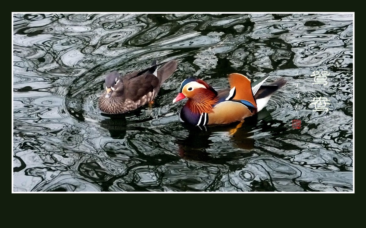 美丽的爱情鸟-鸳鸯