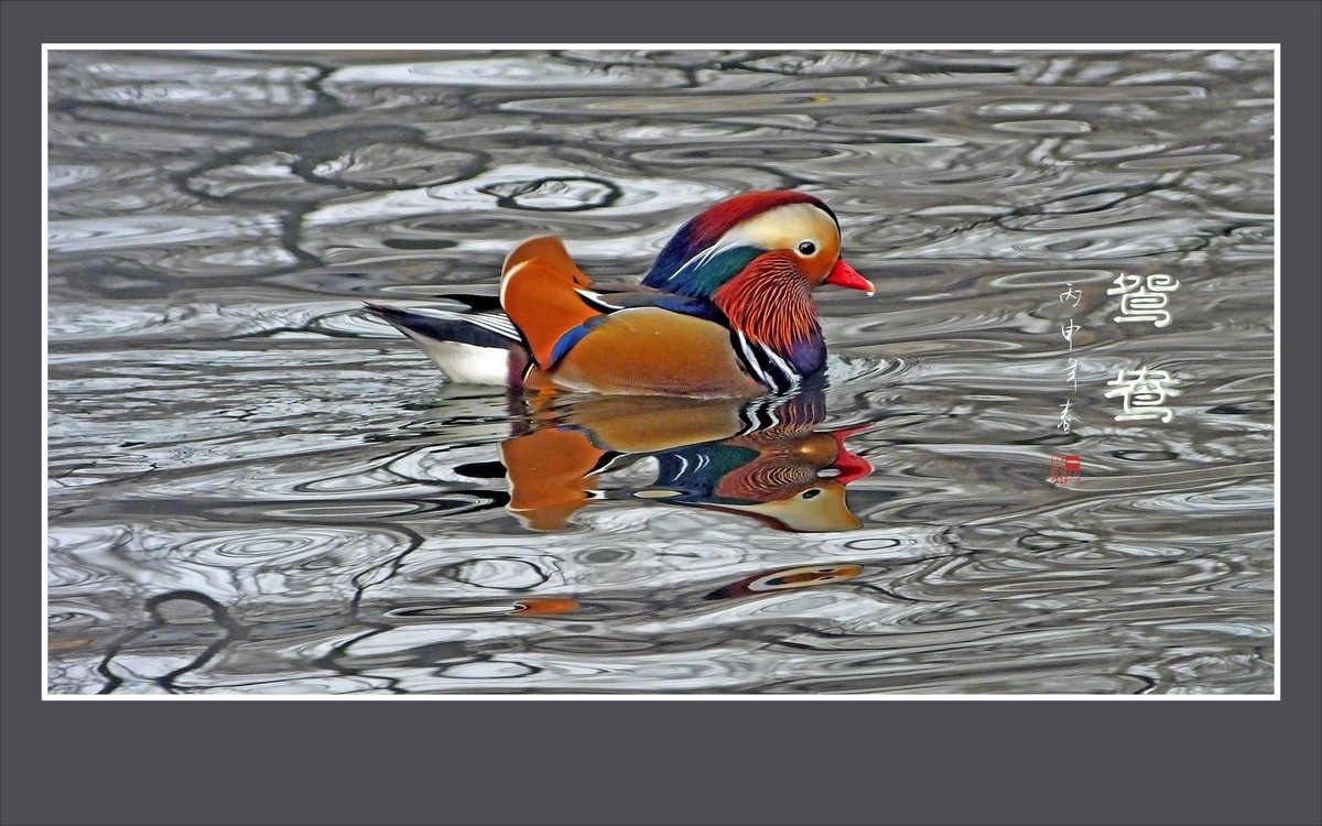 美丽的爱情鸟-鸳鸯