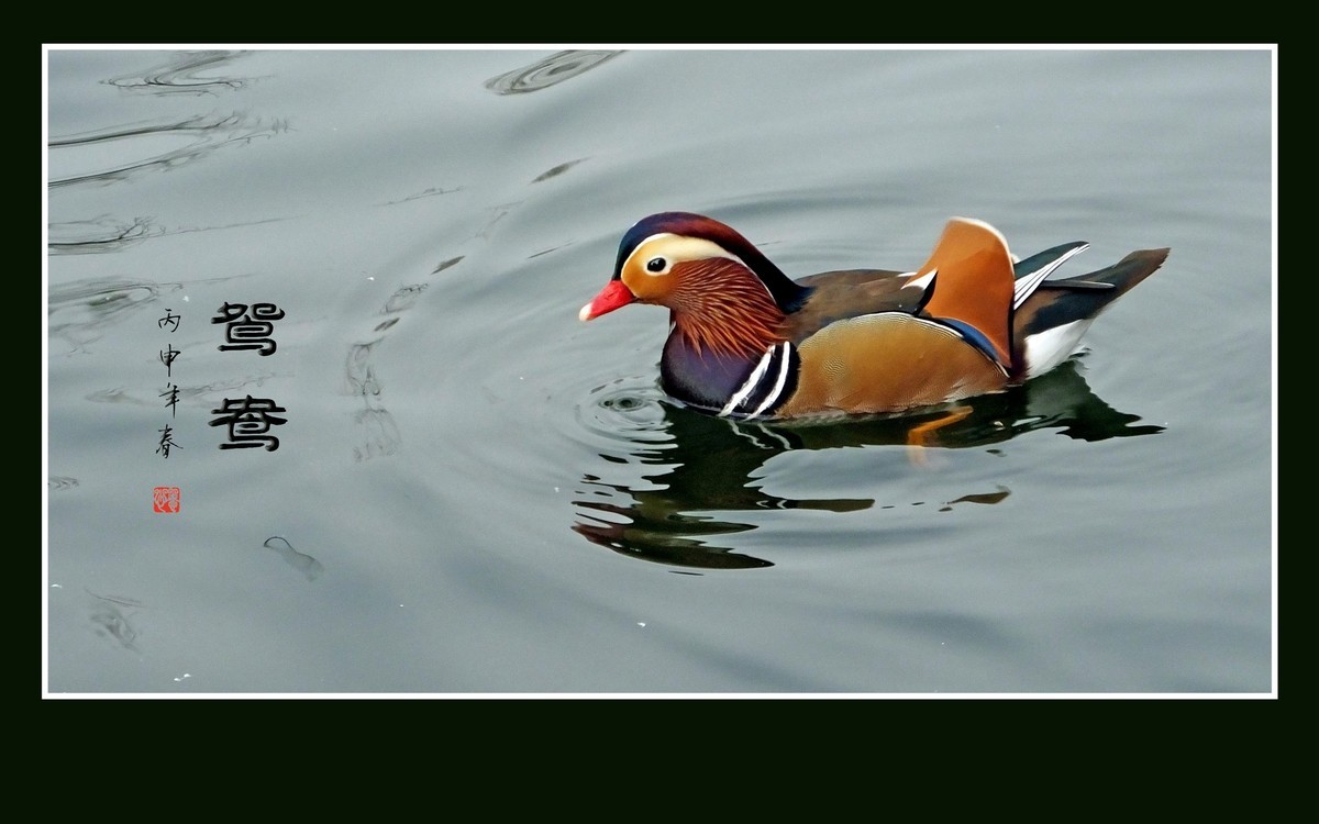 美丽的爱情鸟-鸳鸯