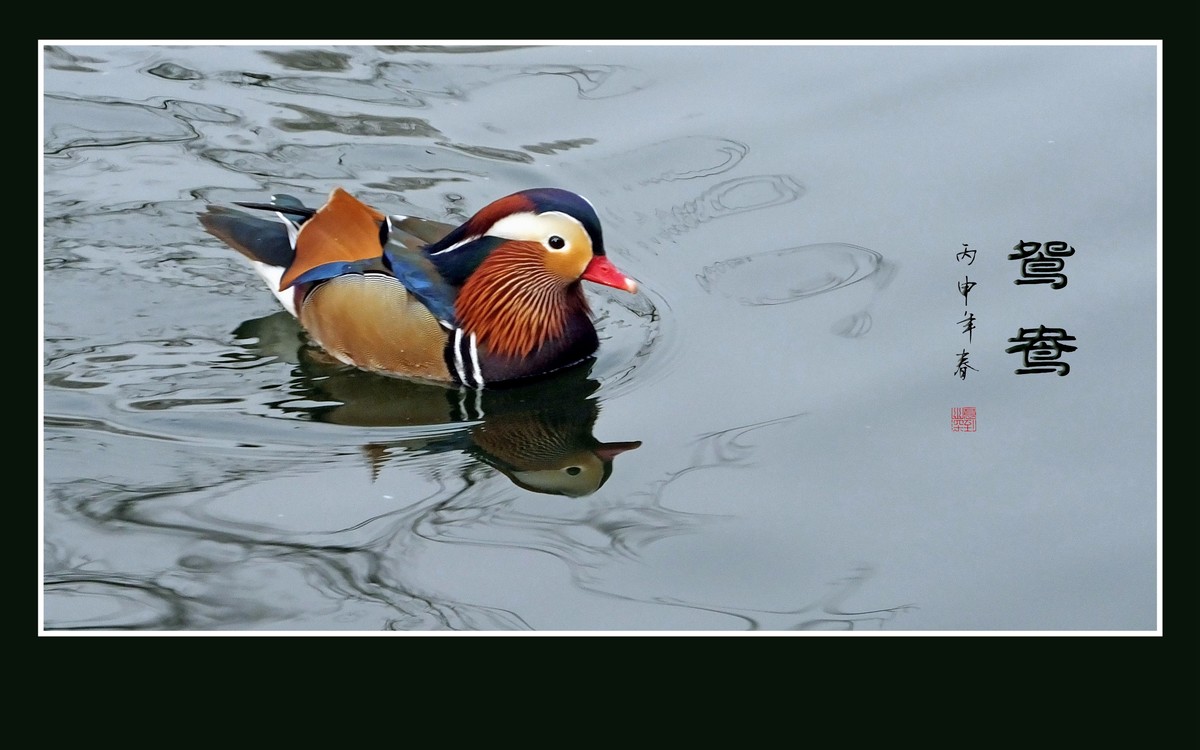 美丽的爱情鸟-鸳鸯