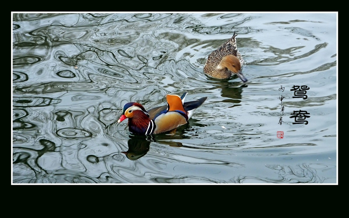 美丽的爱情鸟-鸳鸯