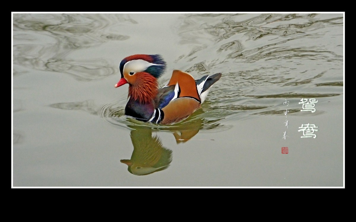 美丽的爱情鸟-鸳鸯