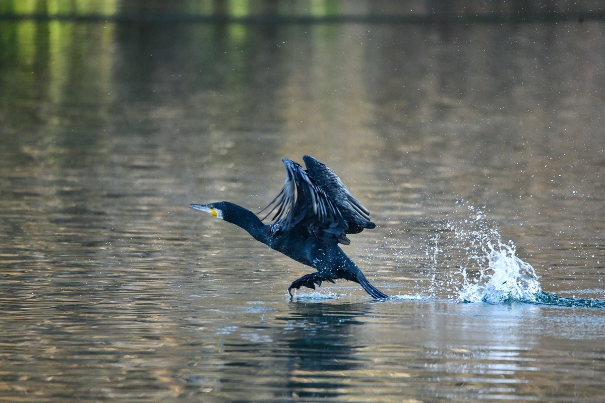 鸬鹚（时隔一年又回大明湖）