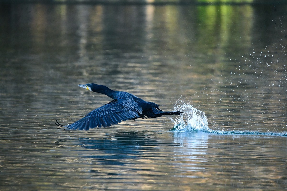 鸬鹚（时隔一年又回大明湖）