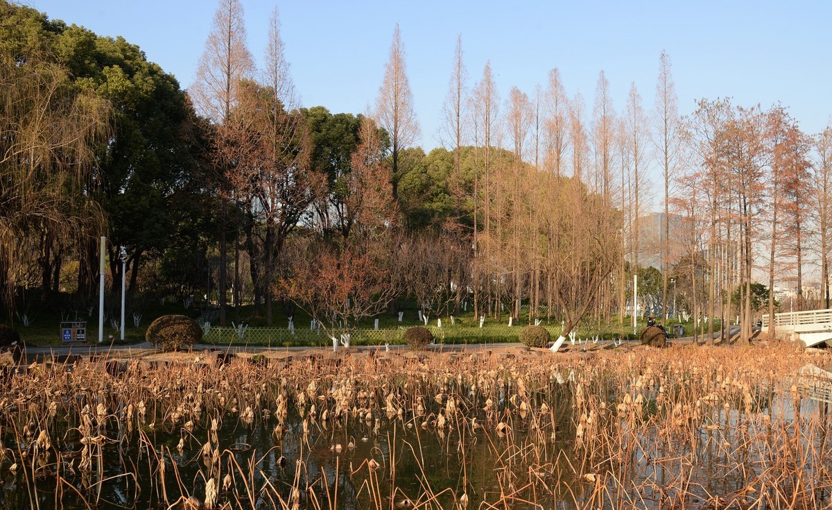 冬园夕辉（六）