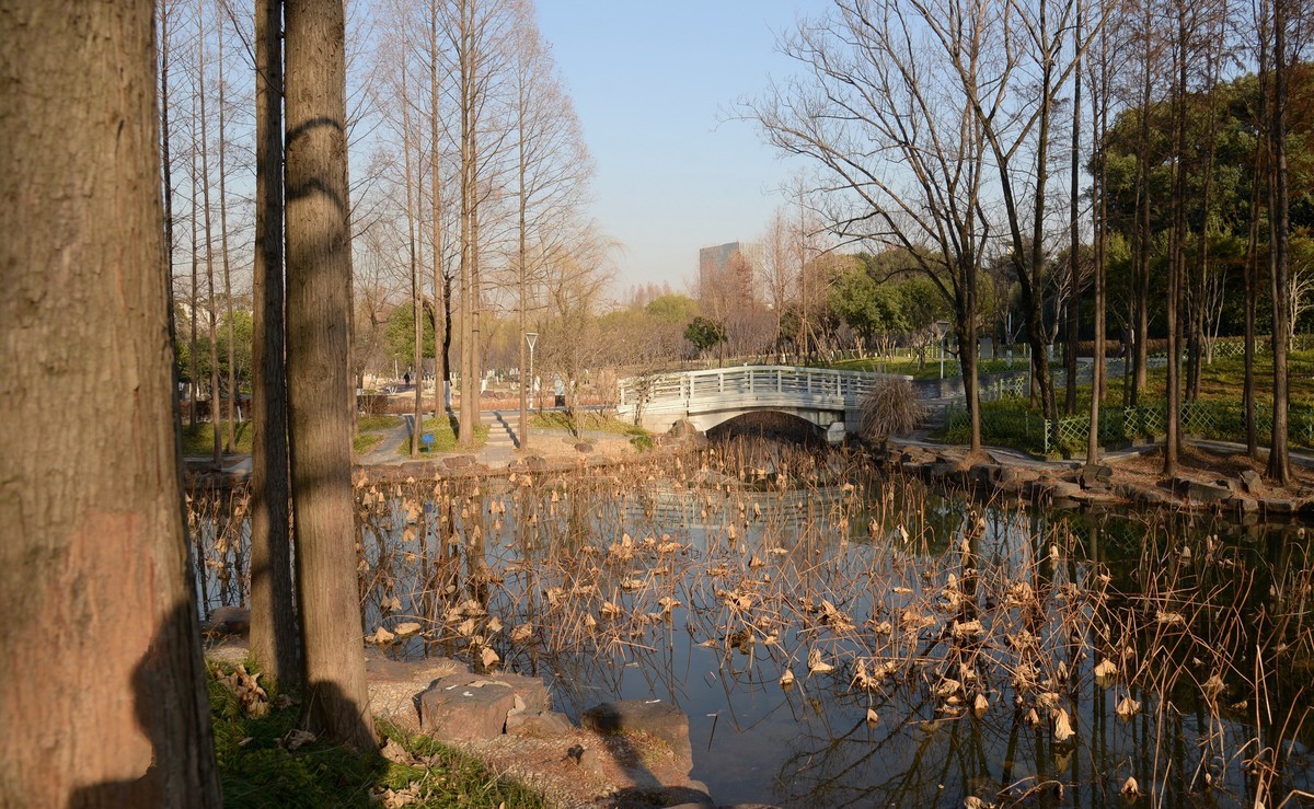 冬园夕辉（六）