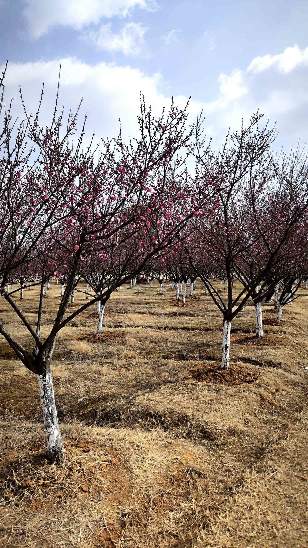 安徽铜陵西湖湿地公园