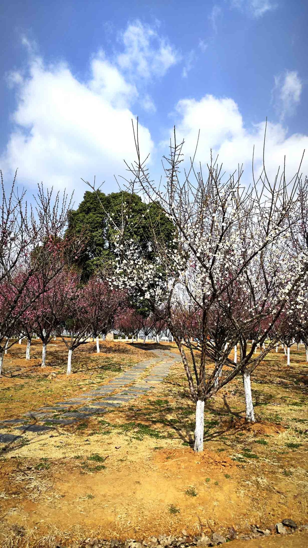 安徽铜陵西湖湿地公园